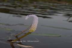 Aponogeton echinatus